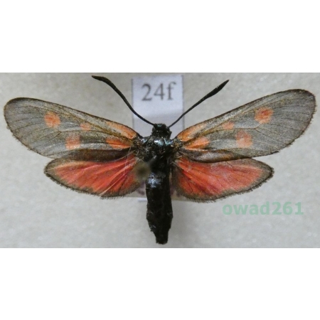 Zygaena trifolii (Esper, 1783) Kraśnik pięcioplamek Czech24f